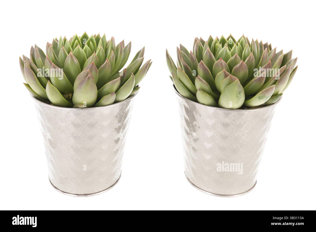 Les plantes succulentes en pot à fleurs d'intérieur d'argent Banque D'Images