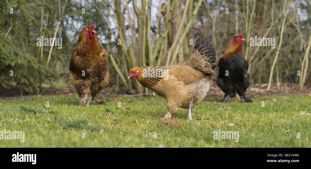 Poulets Brahma en plein air dans les pâturages Banque D'Images