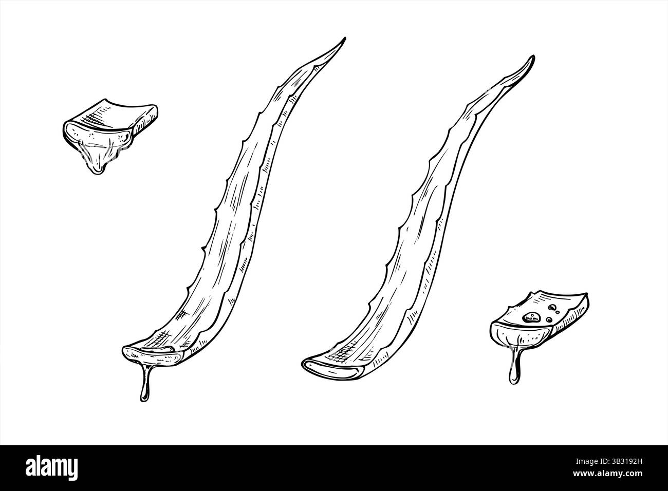 Aloe vera feuilles fraîches et tranches avec illustration d'encre de ligne de jus goutte à goutte en noir et blanc. Le jus de plante cicatrisant dans le traitement des plaies, en dermatologie Illustration de Vecteur