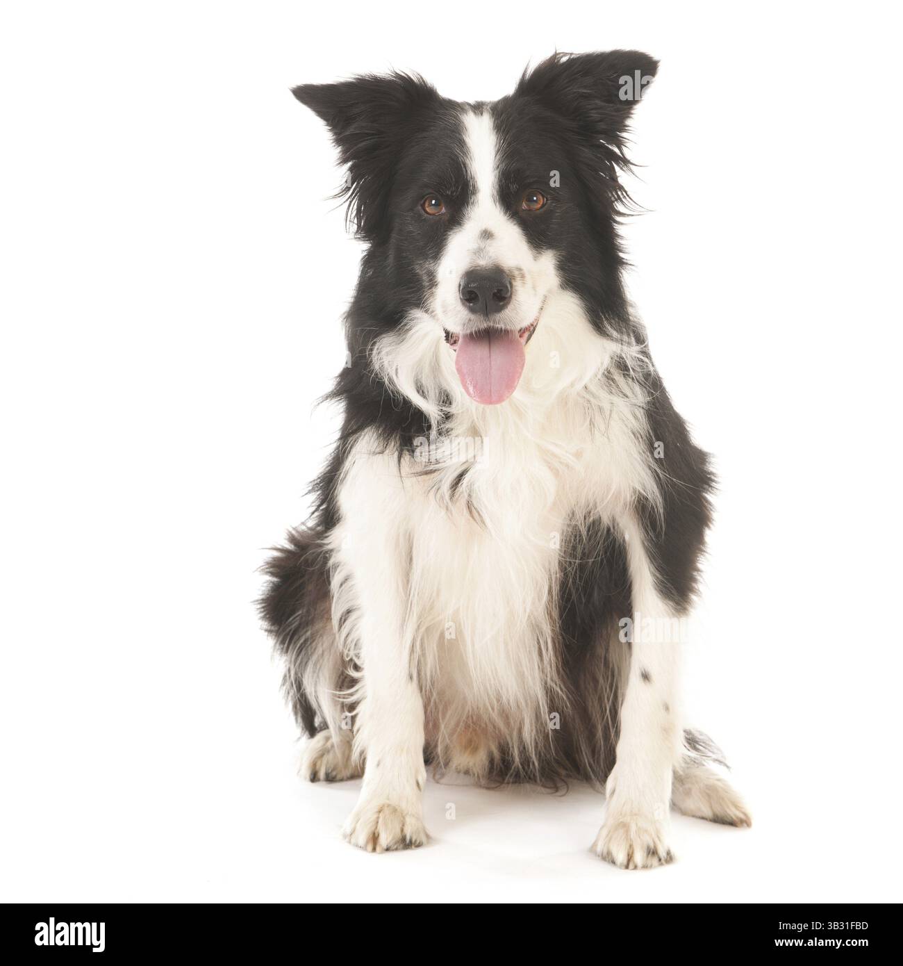 Border Collie isolé sur fond blanc Banque D'Images Border Collie isolé sur fond blanc Banque D'Images