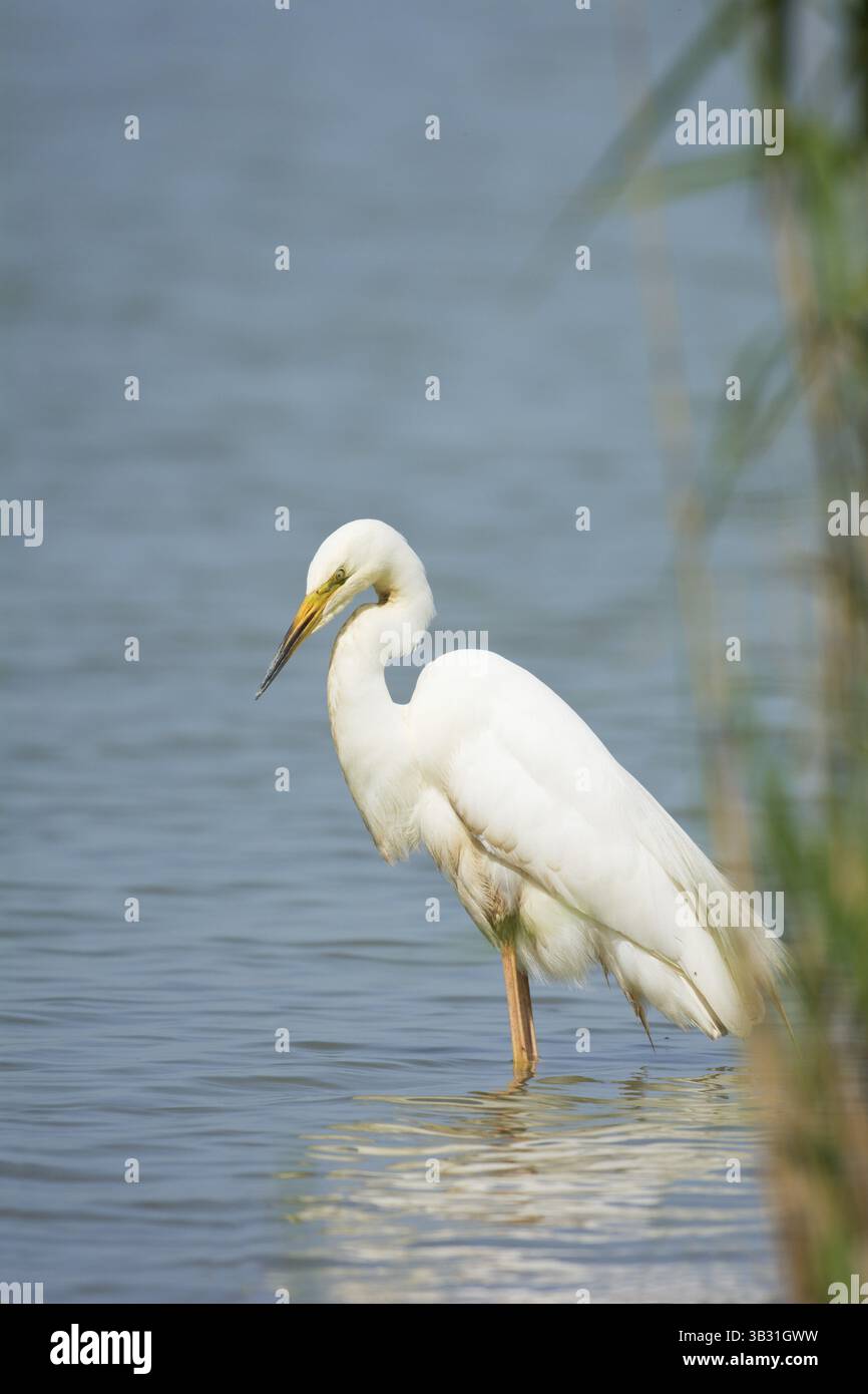 Grande Aigrette attraper un petit poisson Banque D'Images