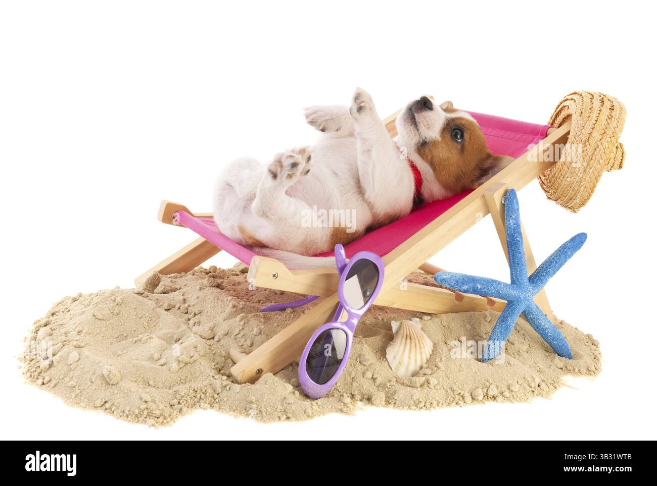 Petit chiot mignon beach se reposant dans présidence Banque D'Images