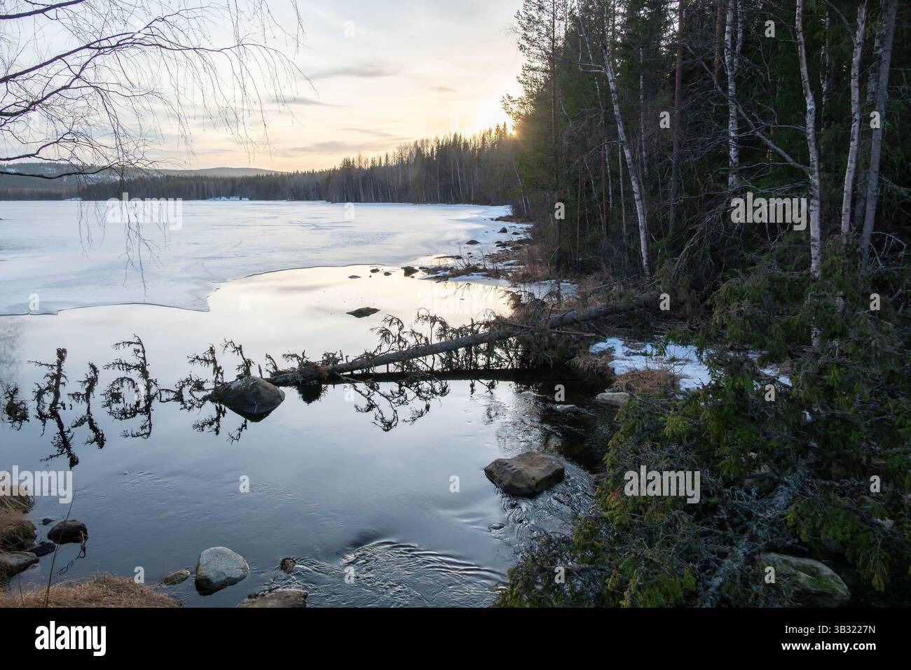 Un arbre qui est tombé dans la décharge d'un lac après une tempête hivernale, image du nord de la Suède. Banque D'Images