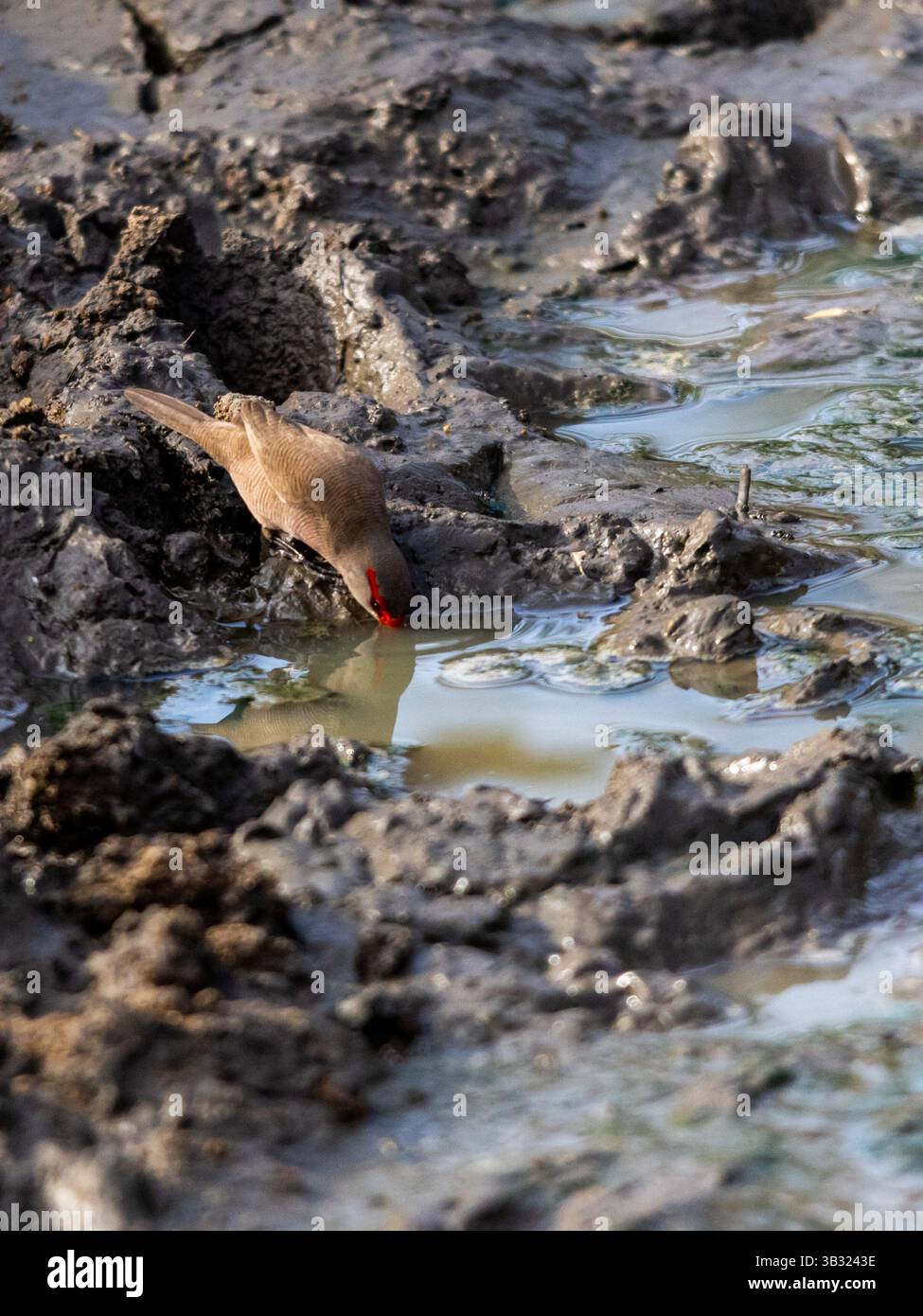 Un bec de cire commun, (Estrilda astrild) buvant dans une petite flaque boueuse après une tempête de pluie dans le Bush du parc national Kruger. Banque D'Images