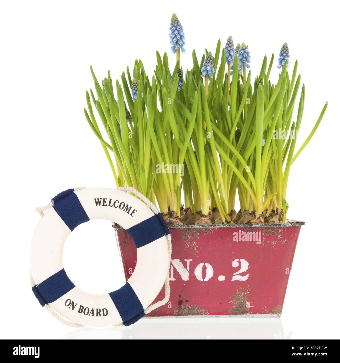 Muscari botryoides en pot rouge avec bouée Banque D'Images
