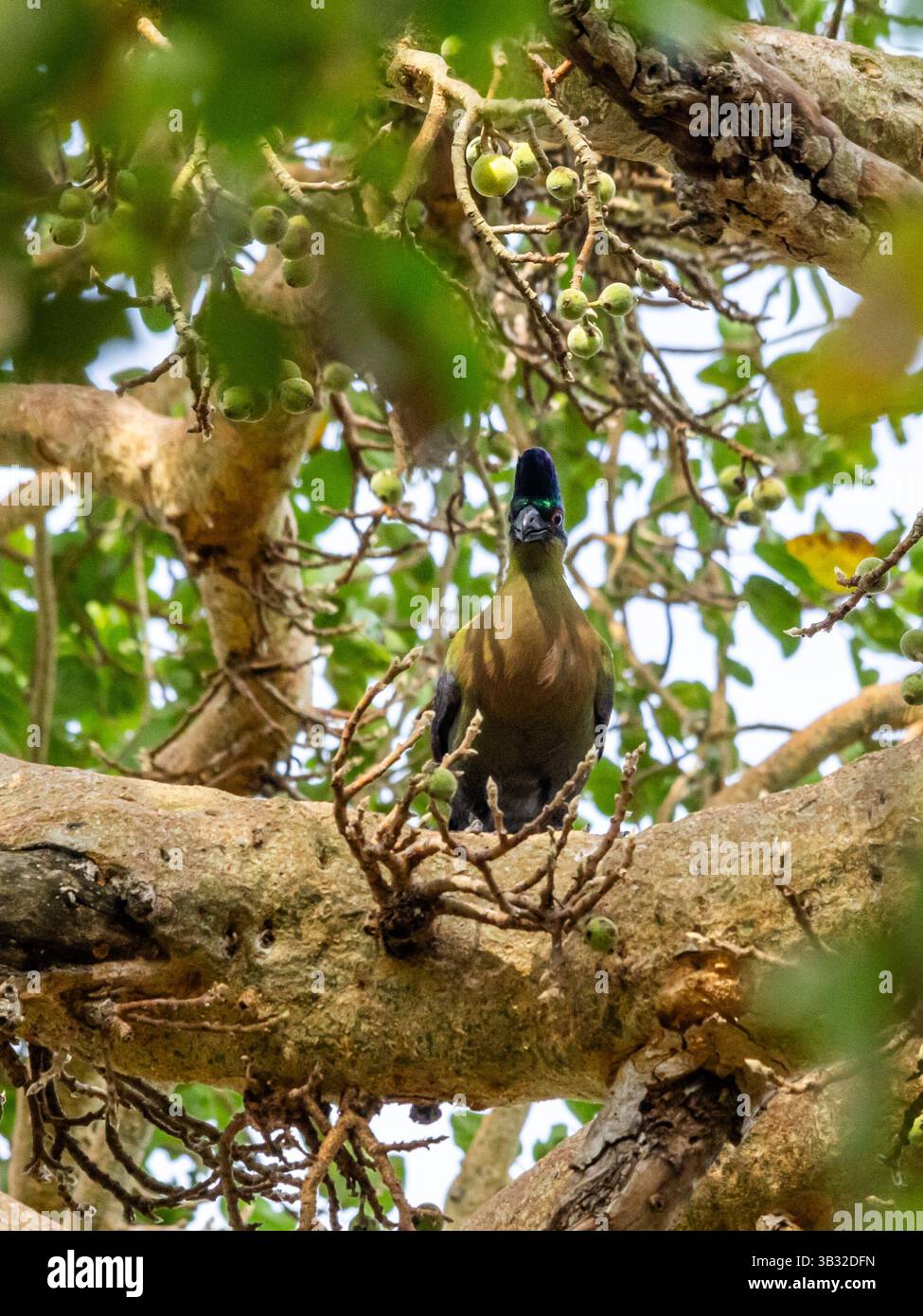 Un beau Turaco à crête violette, assis sur une épaisse branche d'une figue sycomore dans la forêt riveraine de la rivière Sabie dans le parc national Kruger, S. Banque D'Images