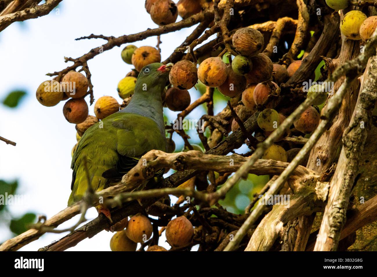 Un pigion vert africain parmi les fruits mûrs d'une figue sygamore, dans la forêt riveraine du parc national Kruger, Afrique du Sud. Banque D'Images