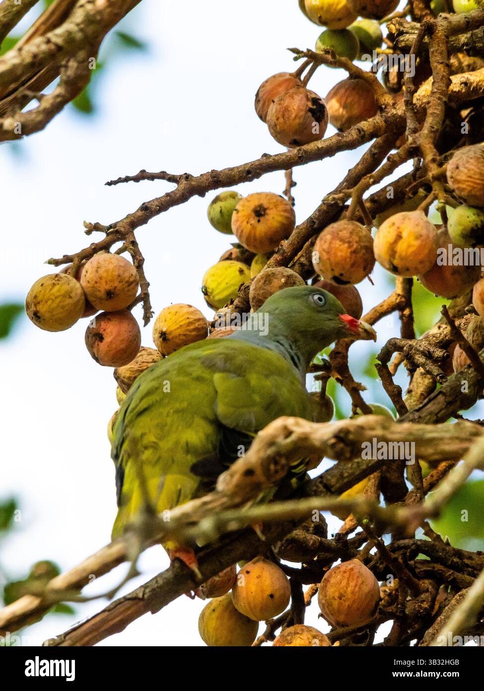 Pigeon vert africain parmi les fruits mûrs d'une figue sygamore, dans la forêt riveraine du parc national Kruger, Afrique du Sud. Banque D'Images