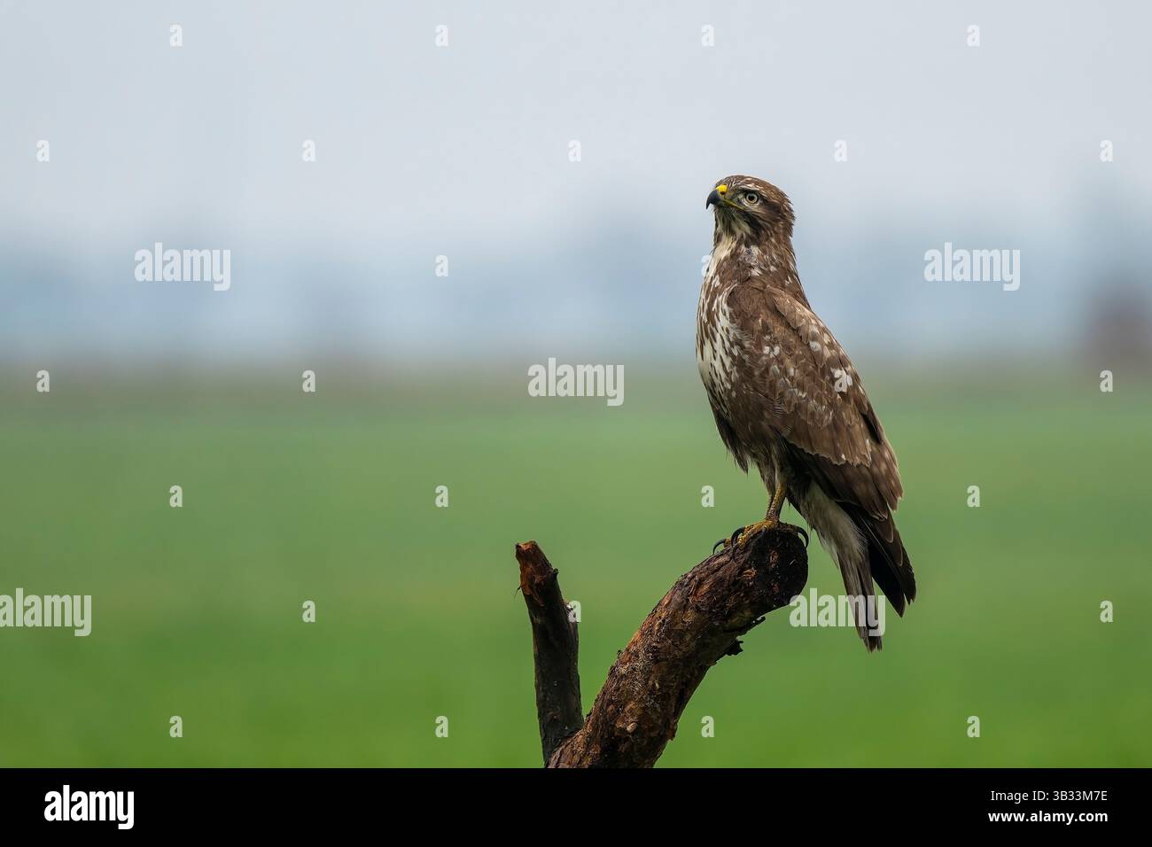 Buzzard commun (Buteo buteo) perché sur une branche au-dessus d'un champ ouvert en Pologne, à la recherche de proies. Banque D'Images