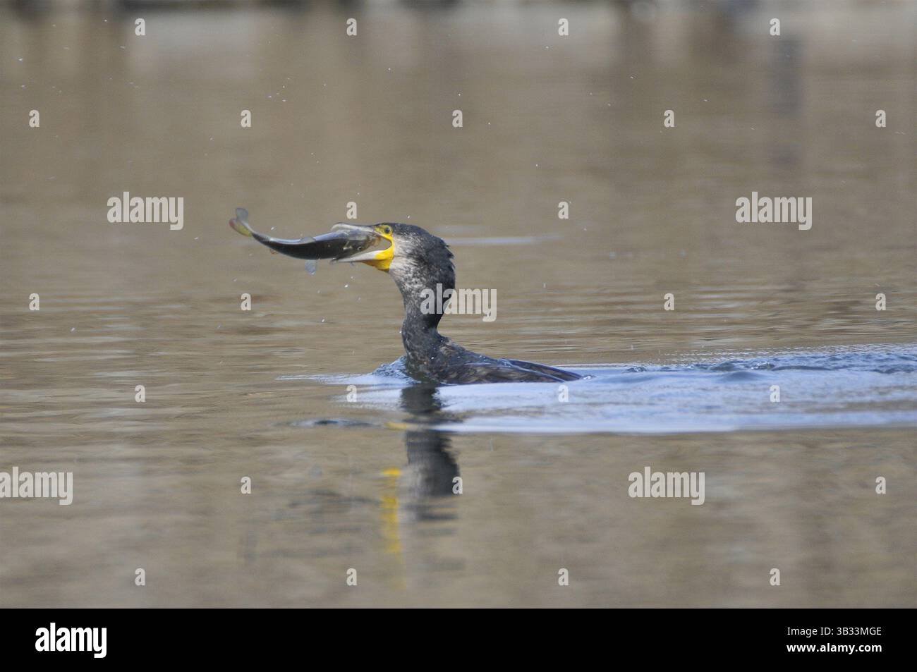 9 janvier 2016 - Katmandou, NP, Népal - Un oiseau migré, cormoran néotropique ou cormoran olivier (Phalacrocorax brasilianus ou Phalacrocorax olivaceus) capturant du poisson au lac des terres humides de Taudaha, à la périphérie de Katmandou, Népal, le 8 janvier 2016. Le lac des serpents, Taudaha est l'un des plus grands lieux de repos pour les beaux oiseaux migrateurs menacés des parties méridionales de l'Asie du Sud-est ainsi que d'Afrique et d'Australie. Taudaha est une destination populaire pour les ornithologues et les adorateurs. (Crédit image : © Narayan Maharjan via ZUMA Wire) Banque D'Images