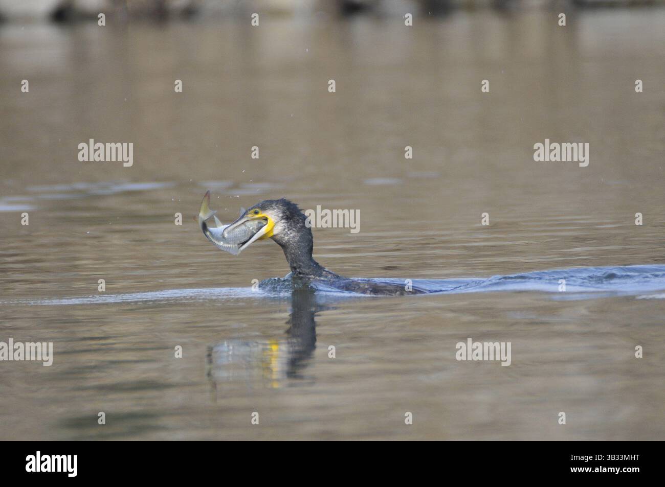 9 janvier 2016 - Katmandou, NP, Népal - Un oiseau migré, cormoran néotropique ou cormoran olivier (Phalacrocorax brasilianus ou Phalacrocorax olivaceus) capturant du poisson au lac des terres humides de Taudaha, à la périphérie de Katmandou, Népal, le 8 janvier 2016. Le lac des serpents, Taudaha est l'un des plus grands lieux de repos pour les beaux oiseaux migrateurs menacés des parties méridionales de l'Asie du Sud-est ainsi que d'Afrique et d'Australie. Taudaha est une destination populaire pour les ornithologues et les adorateurs. (Crédit image : © Narayan Maharjan via ZUMA Wire) Banque D'Images