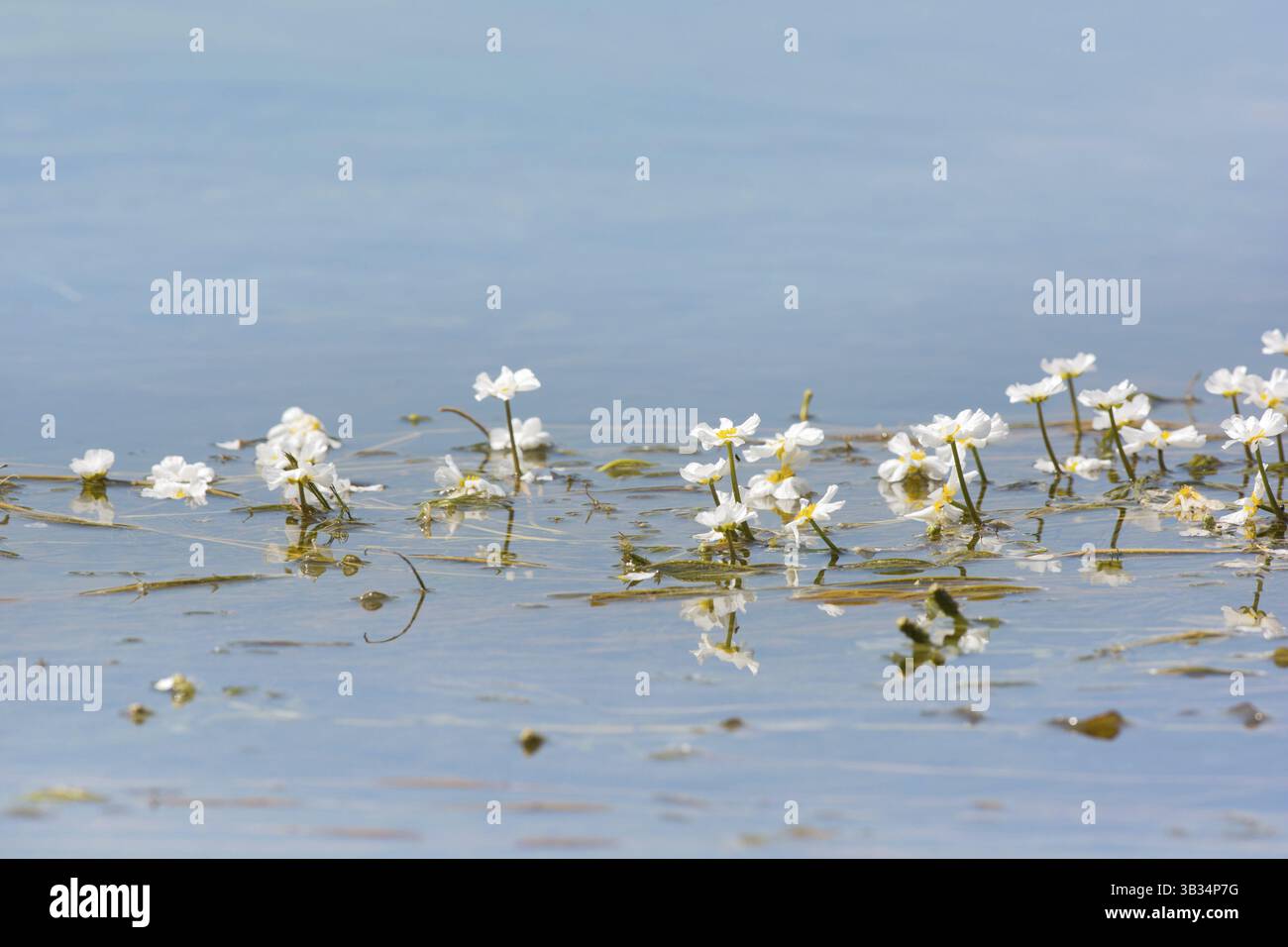 Grenouille commune dans l'eau Banque D'Images