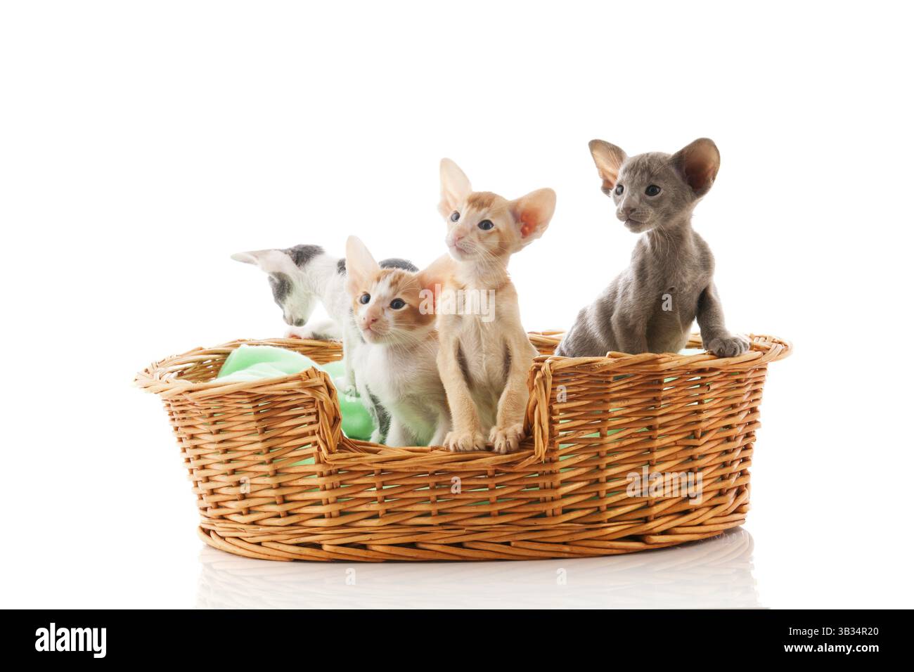 Peu de chatons siamois nid assis en grand panier Banque D'Images