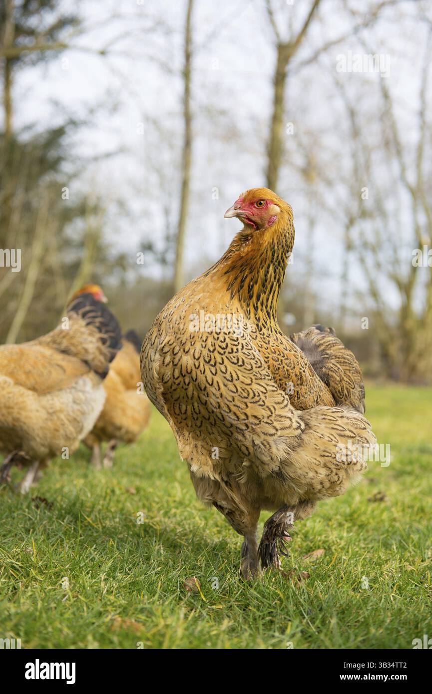 Poulets Brahma en plein air dans les pâturages Banque D'Images