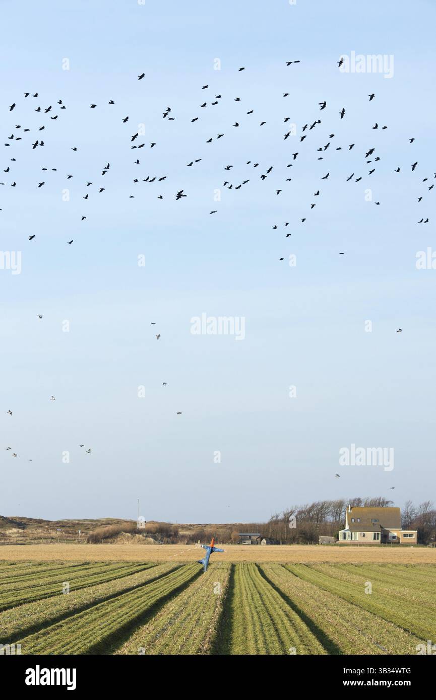 Épouvantail dans le champ de l'agriculture à l'île néerlandaise Texel Banque D'Images
