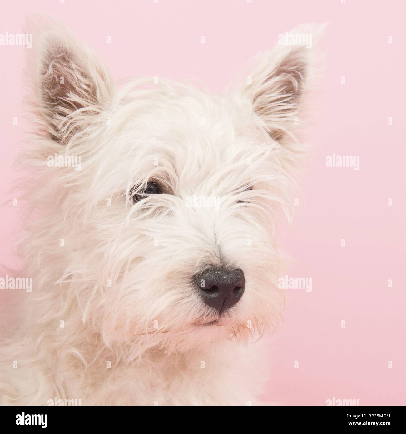 West Highland White Terrier ou Westie ou Westy Banque D'Images
