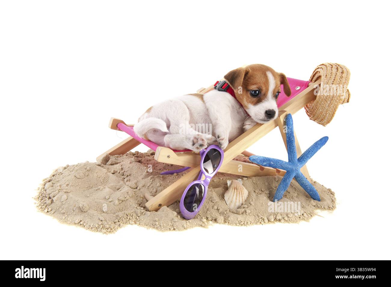 Petit chiot de plage mignon se reposant dans une chaise à la plage Banque D'Images