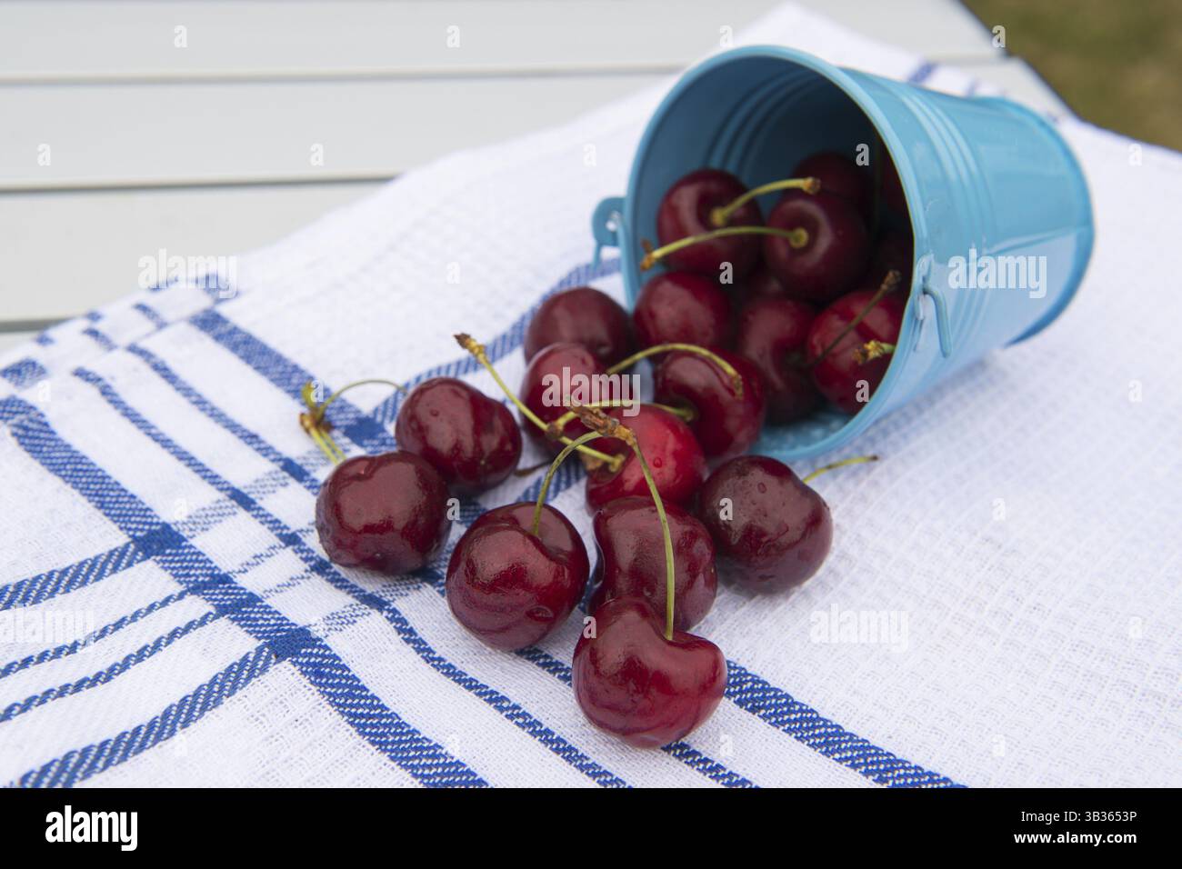 Seau avec récolte de cerises fraîches au te tableau Banque D'Images