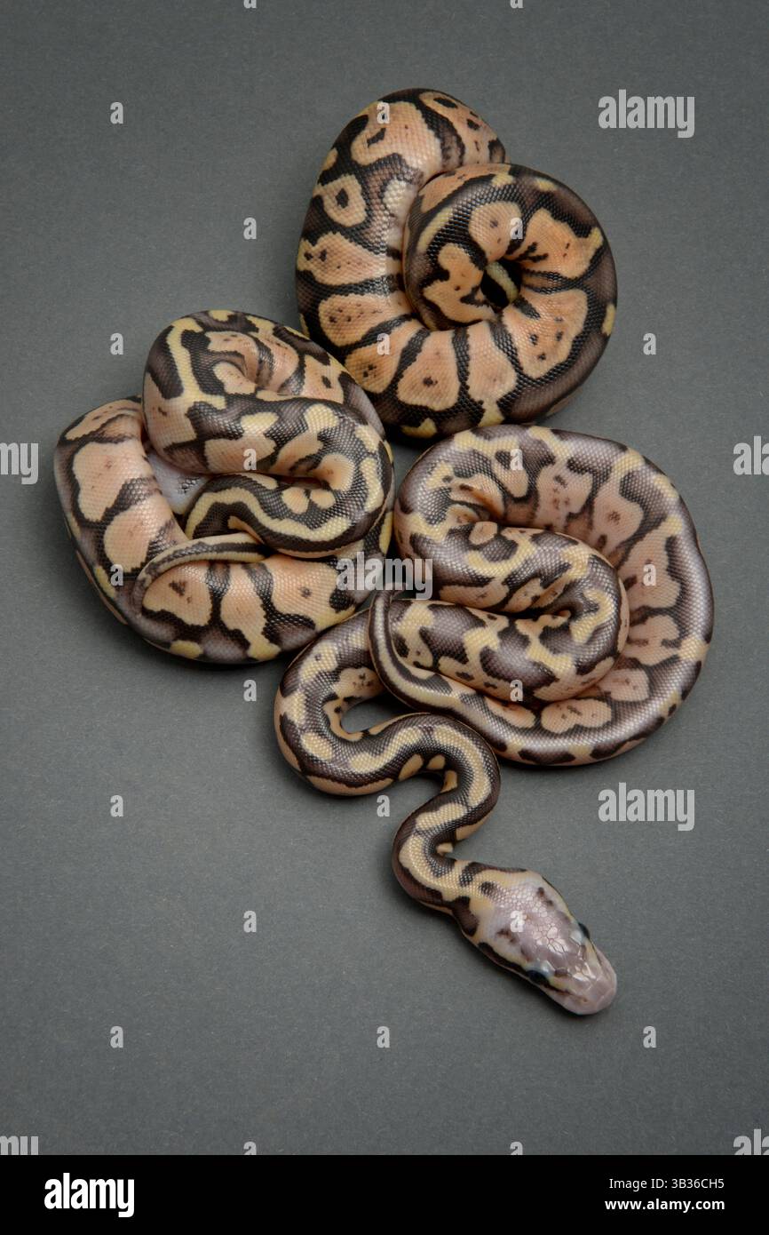 Boule python éclosion disposée sur fond gris Banque D'Images