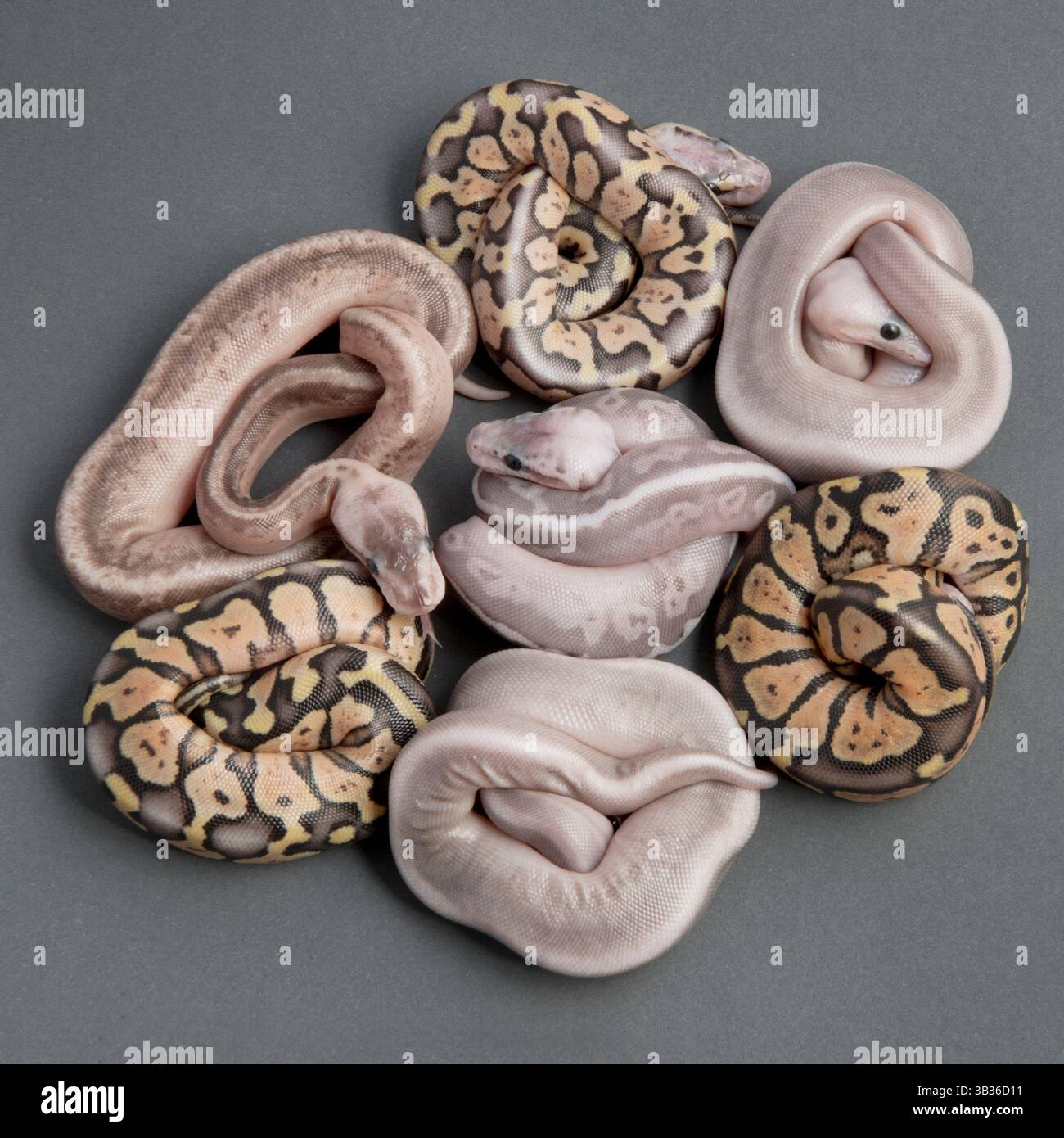 Boule python éclosion disposée sur fond gris Banque D'Images