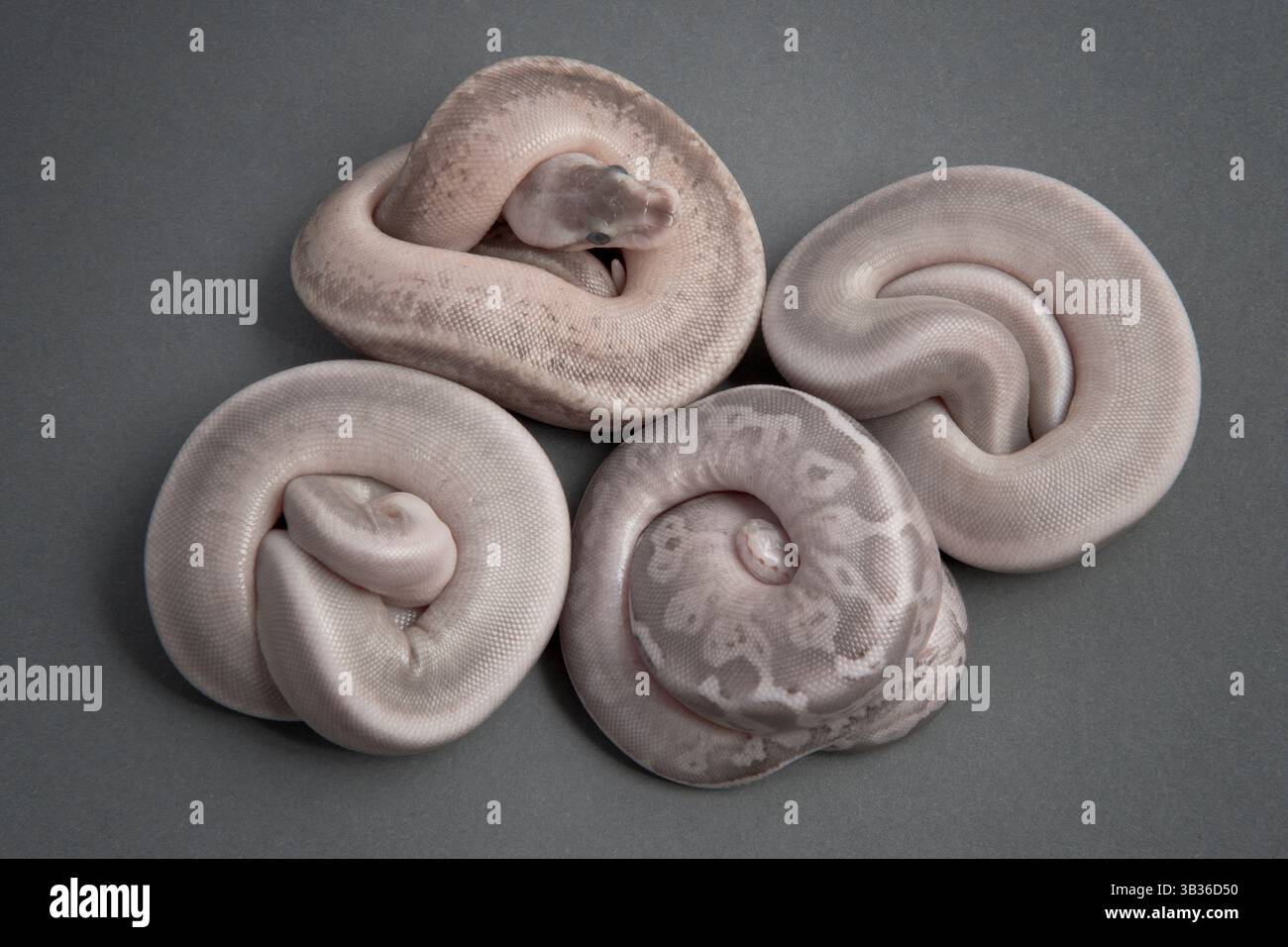 Boule python éclosion disposée sur fond gris Banque D'Images