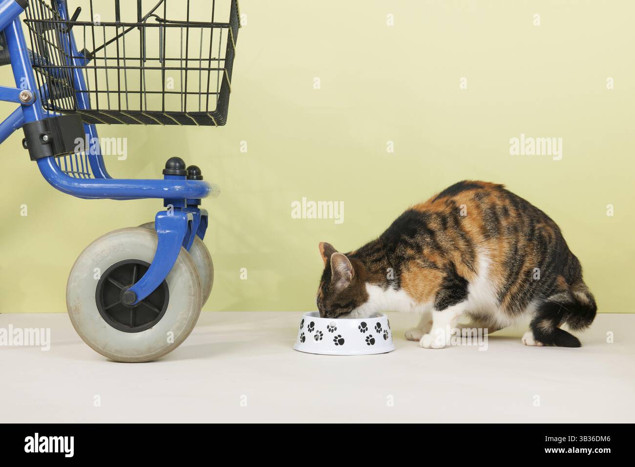Walker bleu avec bol de nourriture pour animaux utilisés par les personnes âgées avec des animaux à la maison Banque D'Images