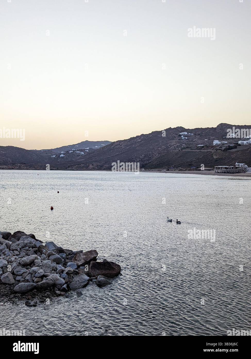 Une vue des oies nageant sur la mer Égée par la côte de l'île grecque, Mykonos, avec la colline au loin - Image de stock capturée avec un smartphone