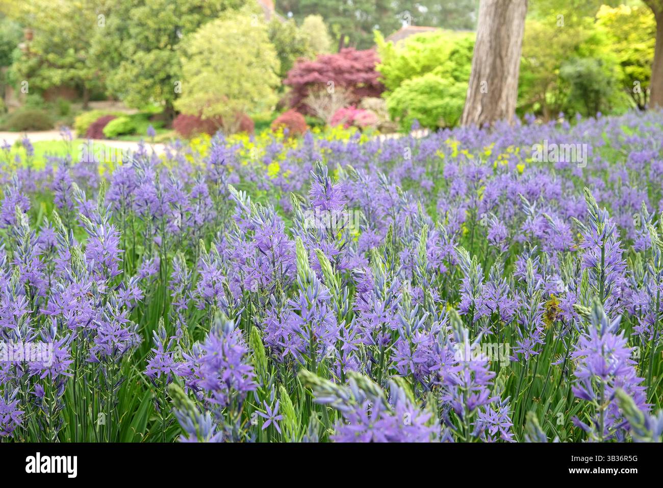 Un champ de Camassia pourpre, également connu sous le nom de camas, quamash, jacinthe indienne, camash, et jacinthe sauvage, floraison dans un pré. Banque D'Images
