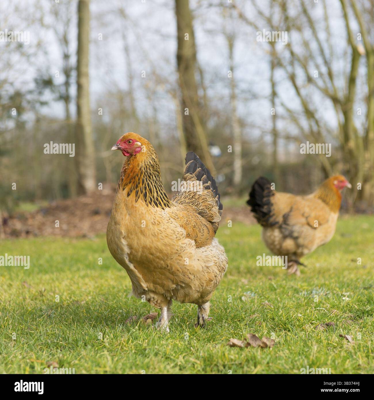Poulets Brahma en plein air dans les pâturages Banque D'Images