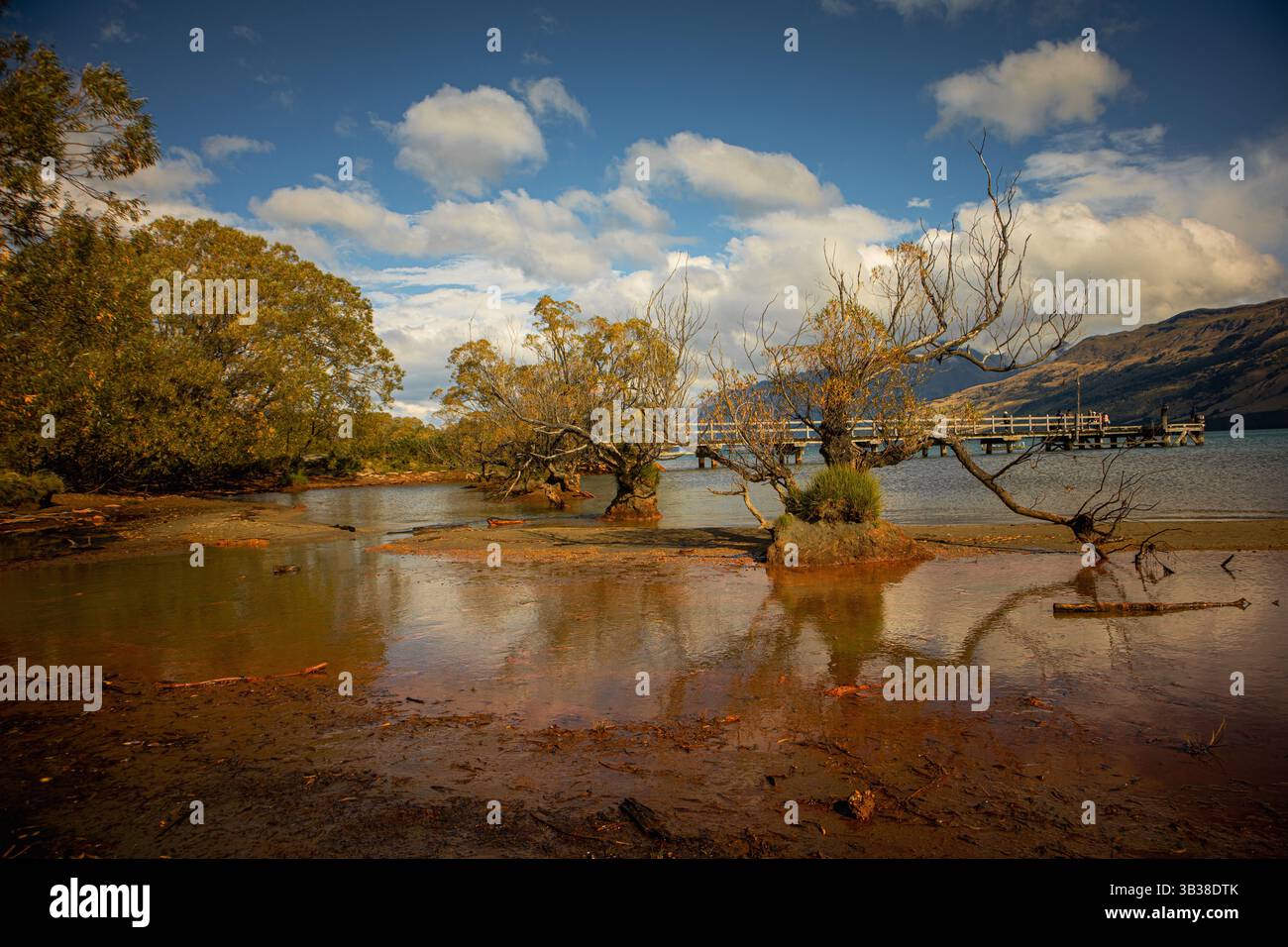 Hêtres du sud à Glenorchy, Otago, Nouvelle-Zélande Banque D'Images