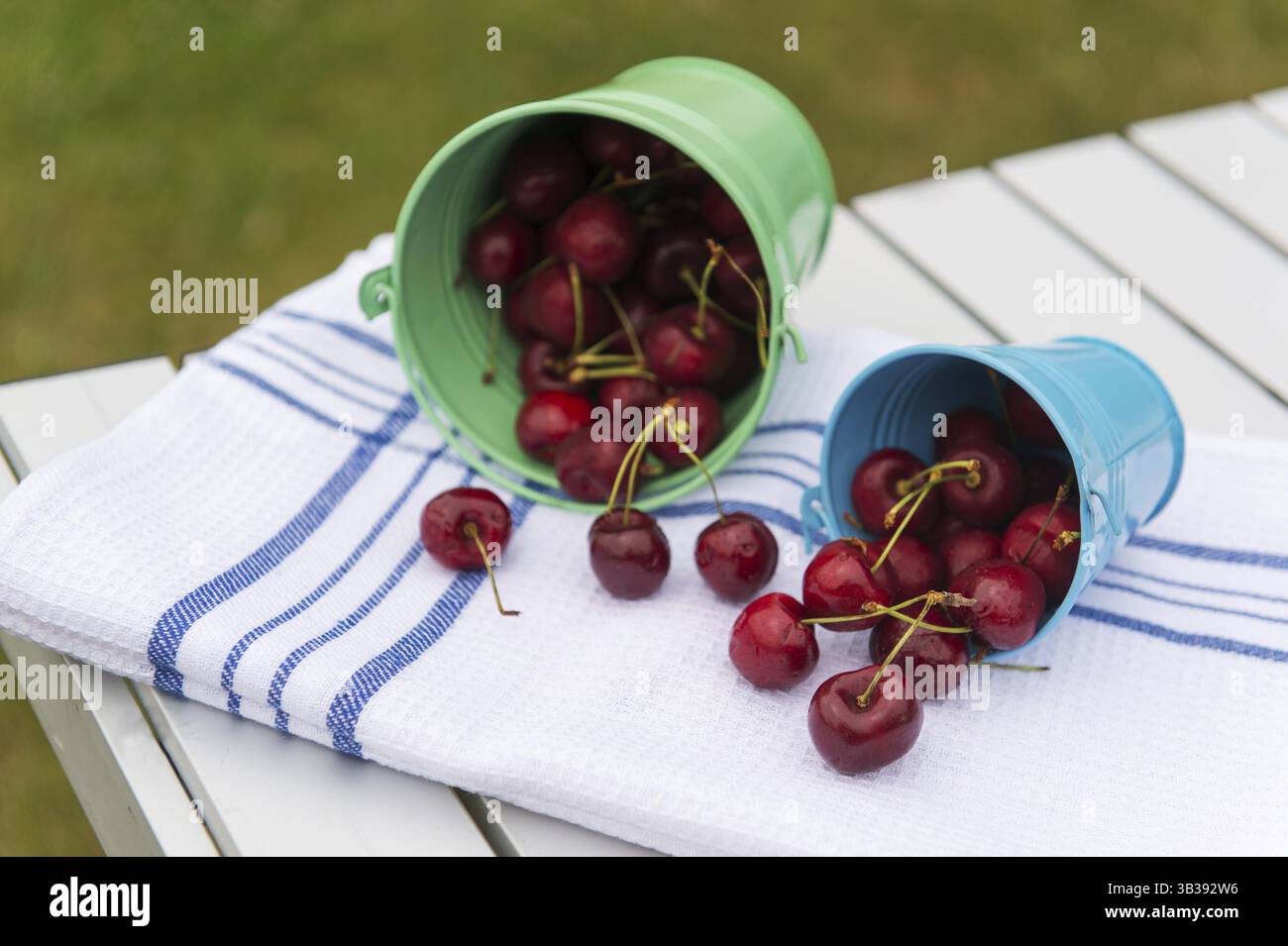 Seaux avec récolte de cerises fraîches au te tableau Banque D'Images
