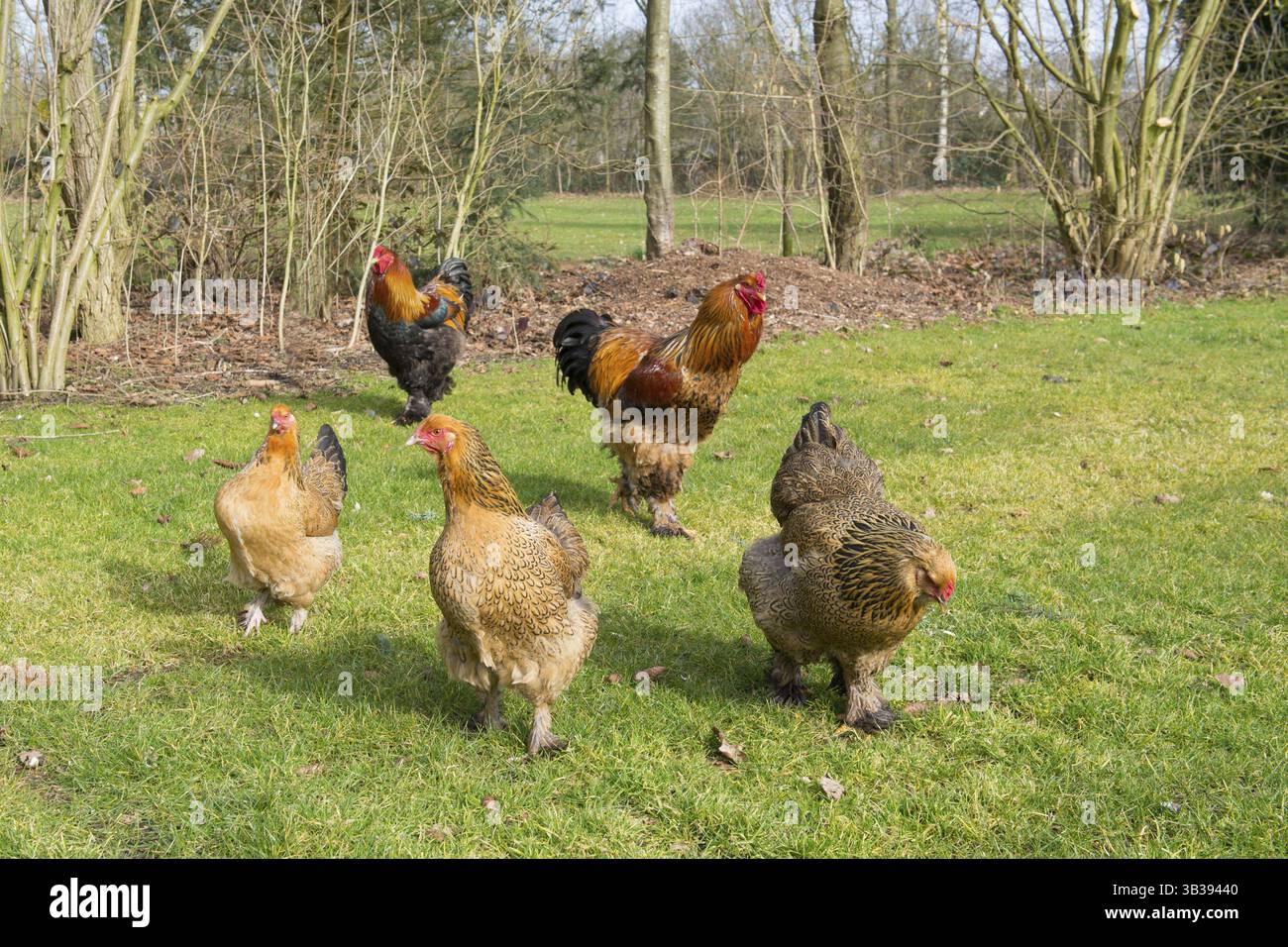 Poulets Brahma en plein air dans les pâturages Banque D'Images