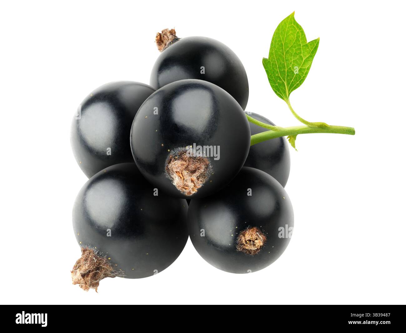 Bouquet de groseilles noires isolé sur baclground blanc Banque D'Images