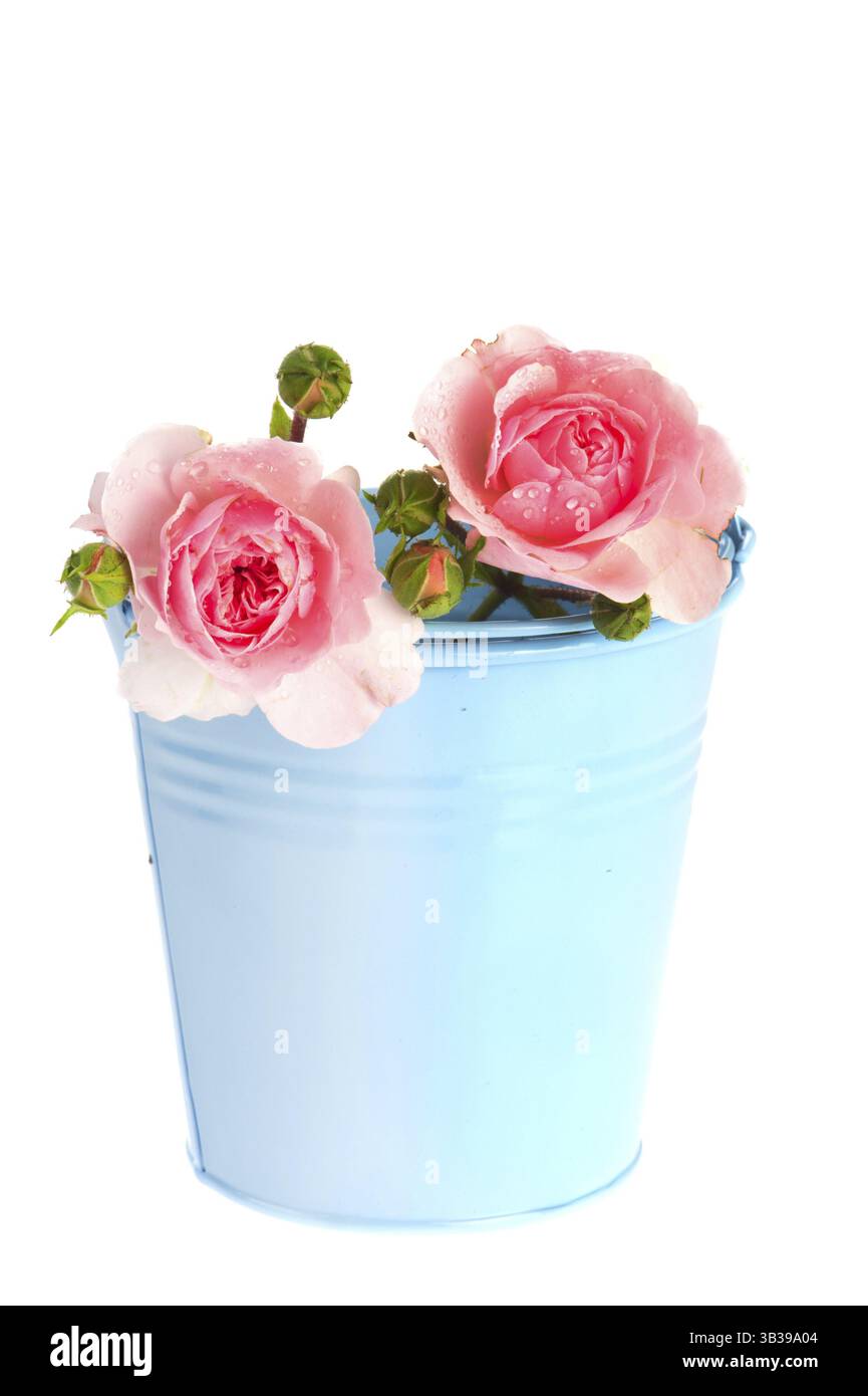 Petit seau bleu avec des roses roses roses isolé sur fond blanc Banque D'Images