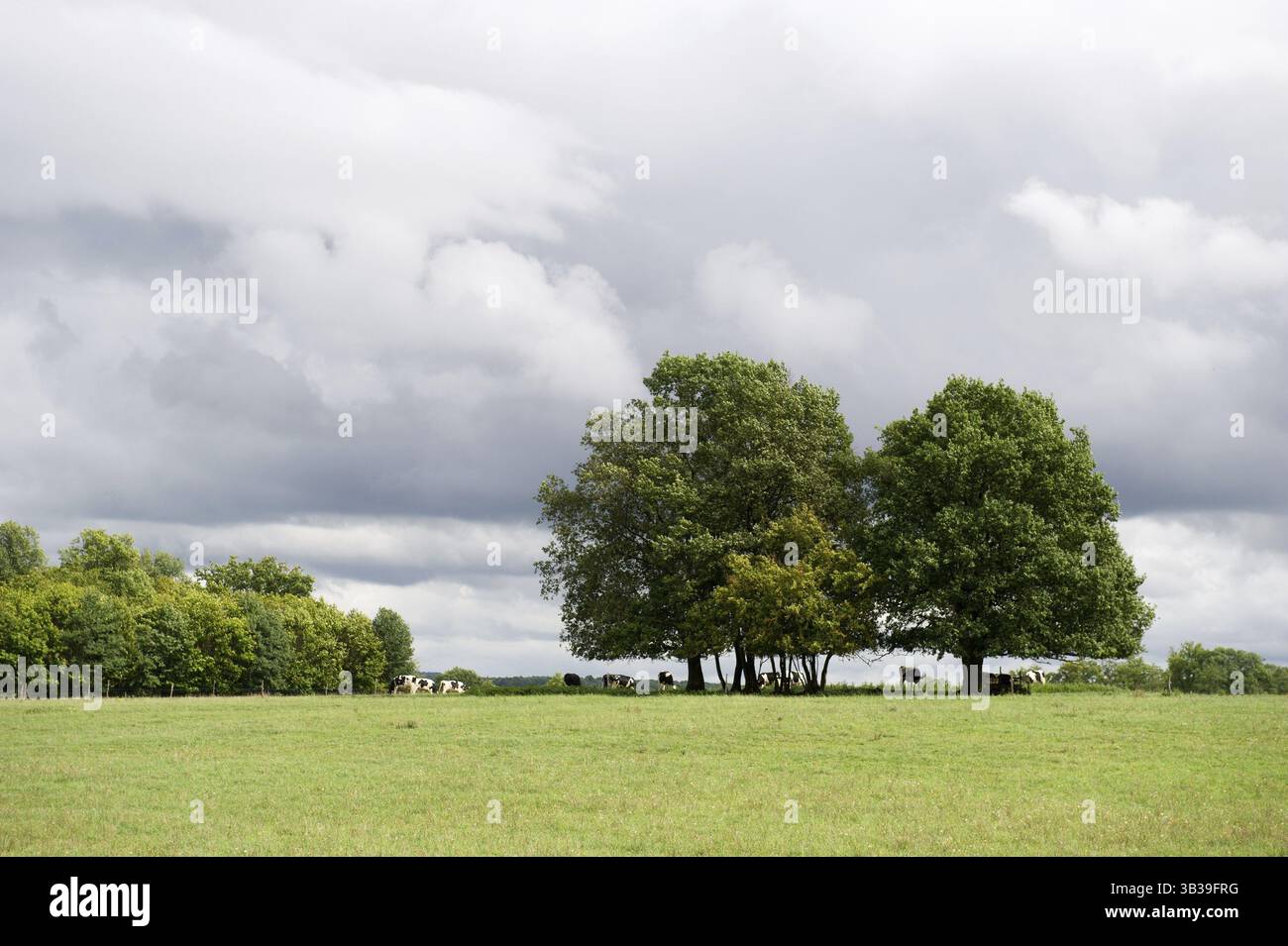 Paysage avec vaches et arbres nuages sombres Banque D'Images Paysage avec vaches et arbres nuages sombres Banque D'Images