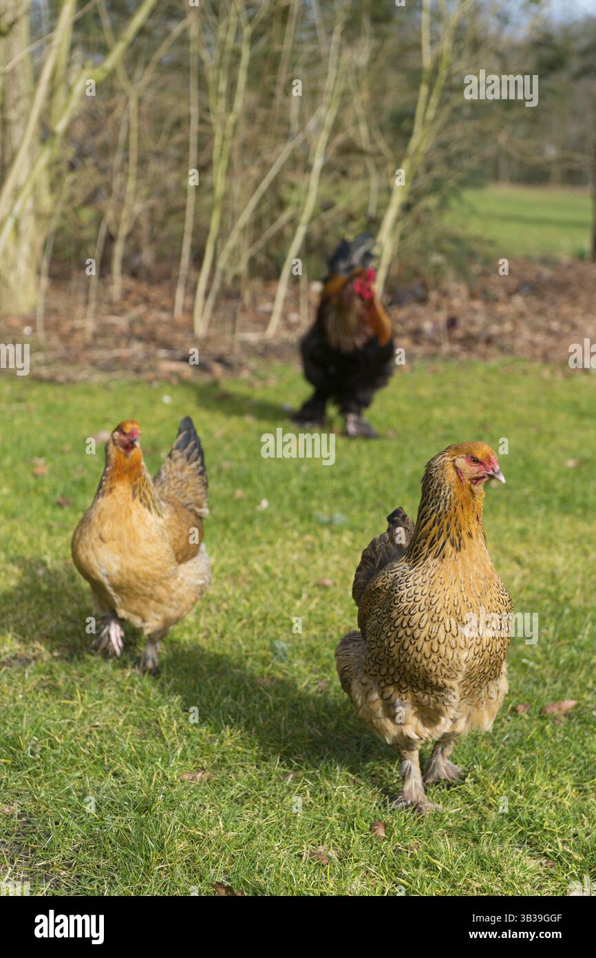 Poulets Brahma en plein air dans les pâturages Banque D'Images