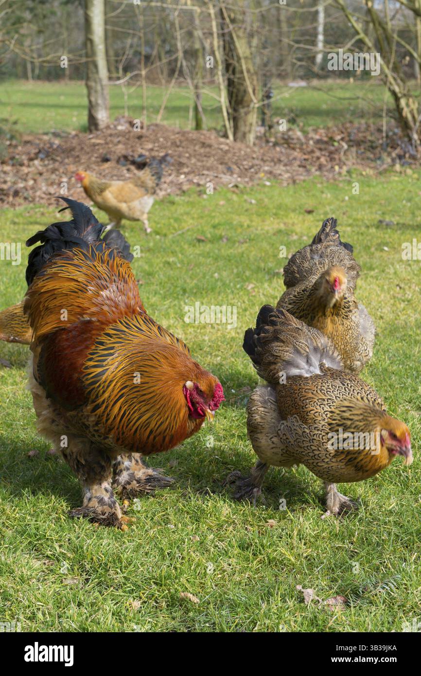Poulets Brahma en plein air dans les pâturages Banque D'Images