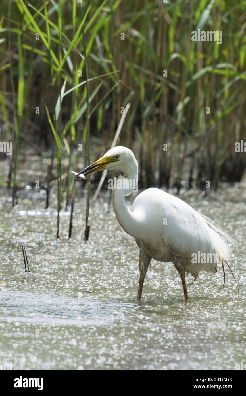 Grande Aigrette attraper un petit poisson Banque D'Images