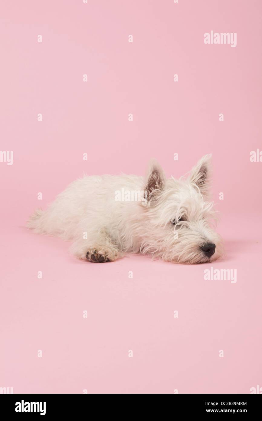 West Highland White Terrier ou Westie ou Westy Banque D'Images