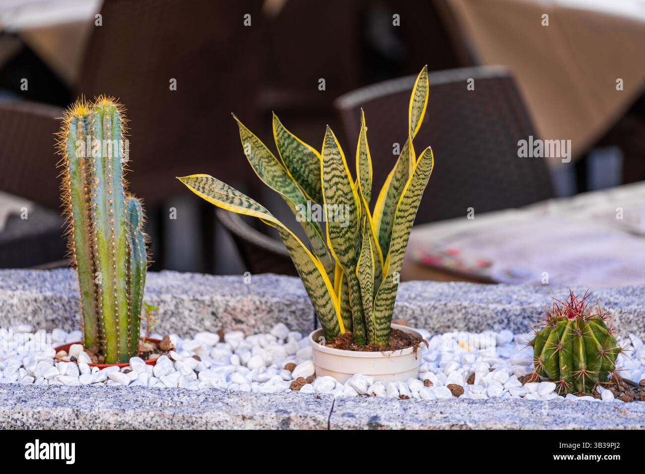 Cactus en pot et plante de serpent dans un lit de pierre décoratif Banque D'Images