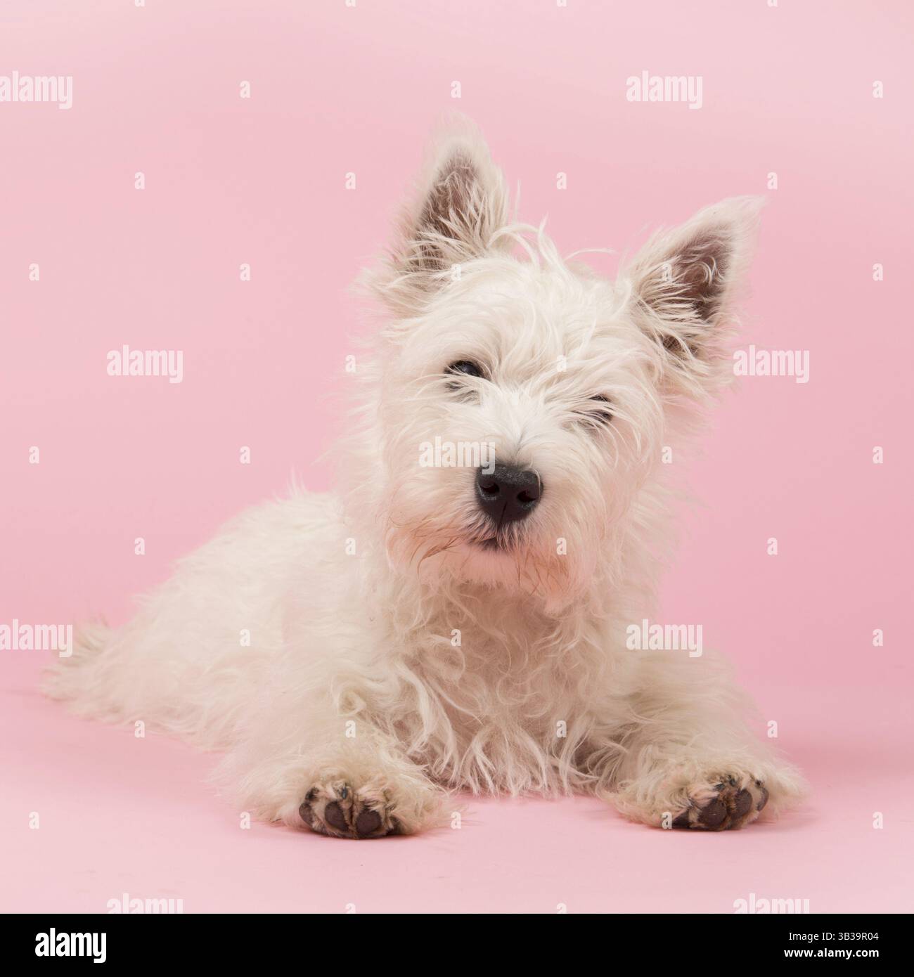 West Highland White Terrier ou Westie ou Westy Banque D'Images