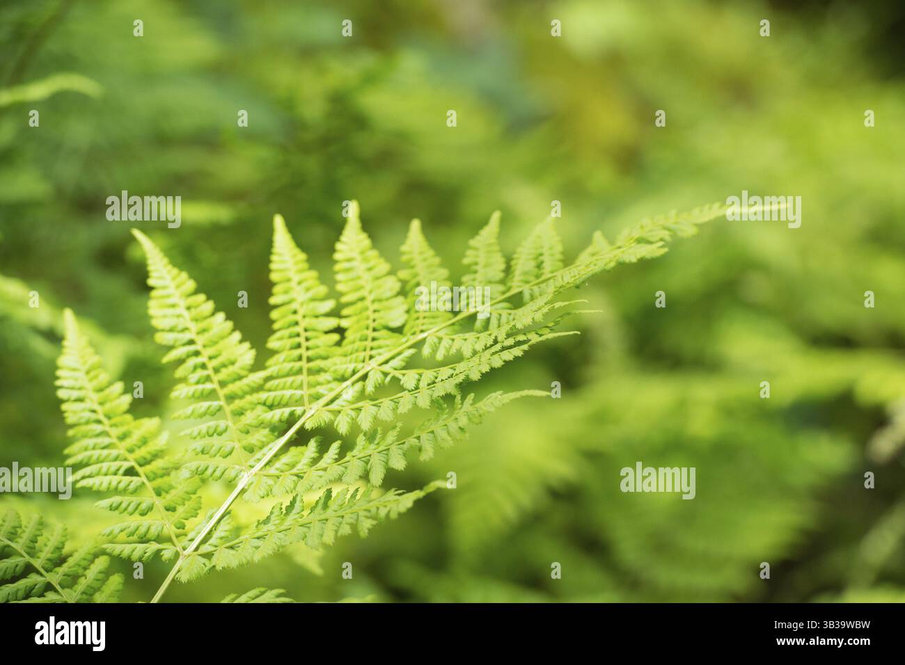 Détail de la feuille de fougère dans la nature Banque D'Images