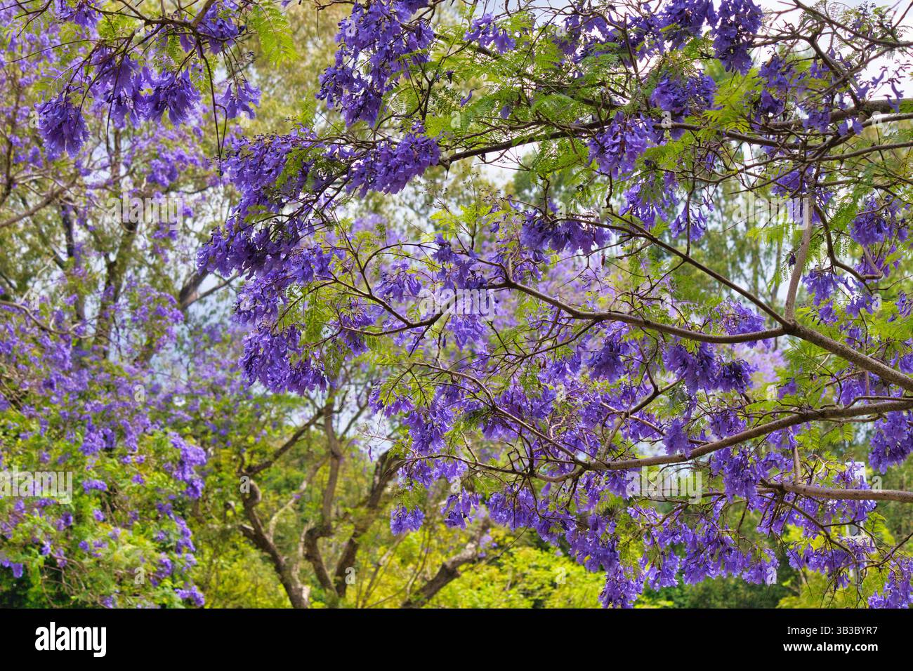 Gros plan d'une branche d'un arbre jacaranda sur un fond vert brillant. Banque D'Images