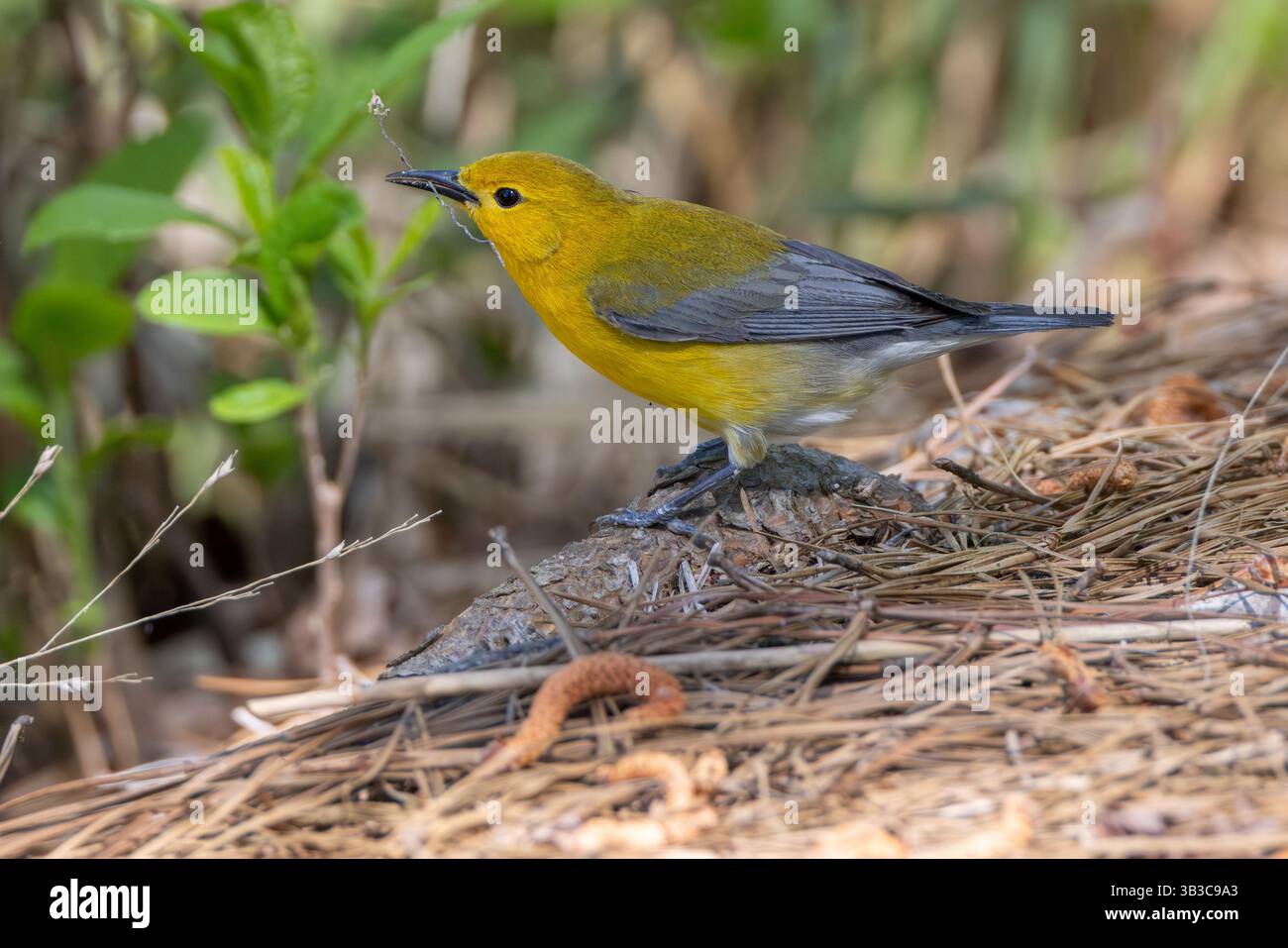 Paruline protonotaire adulte (Protonotaria citrea) avec matériel de nidification au printemps, Prime Hook National Wildlife refuge, Delaware Banque D'Images