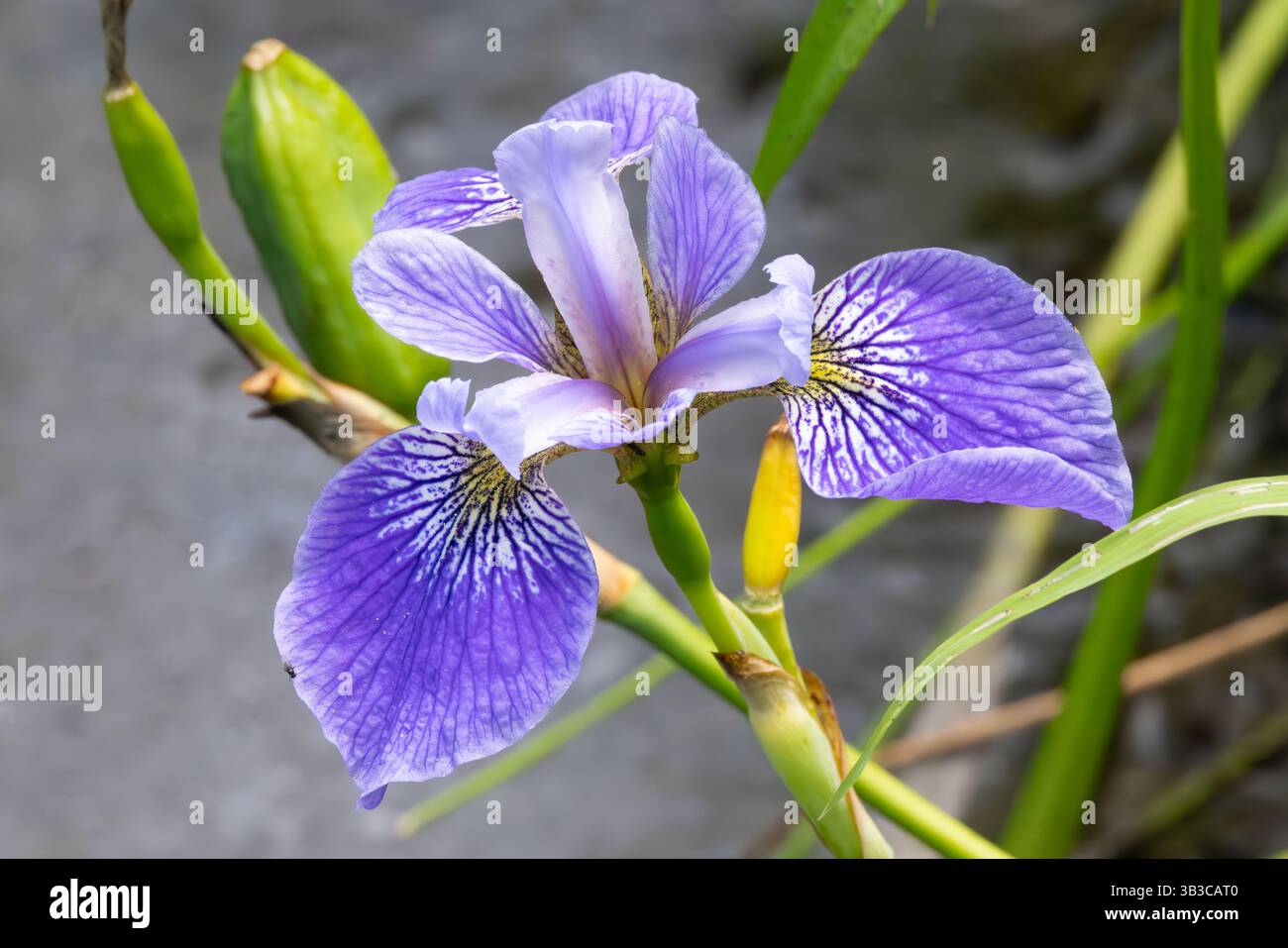 Iris bleu (Iris versicolor) en fleur au printemps, Delaware Botanic Gardens, Dagsboro, Delaware Banque D'Images