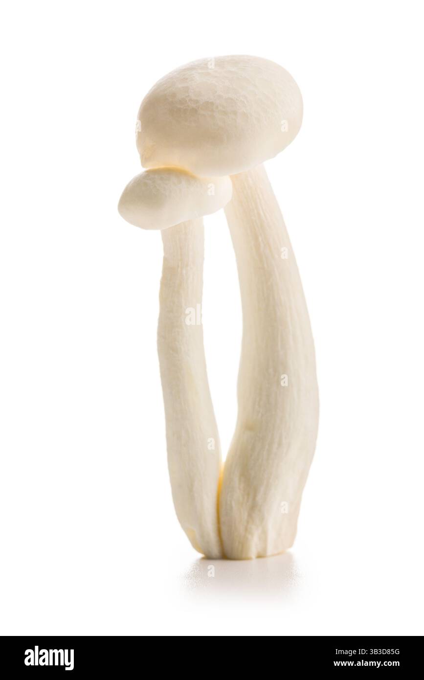 Champignons shimeji blancs crus isolés sur un fond blanc. Banque D'Images
