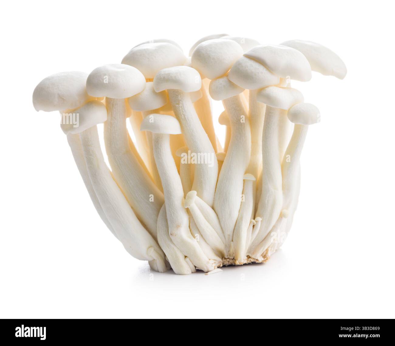 Champignons shimeji blancs crus isolés sur un fond blanc. Banque D'Images