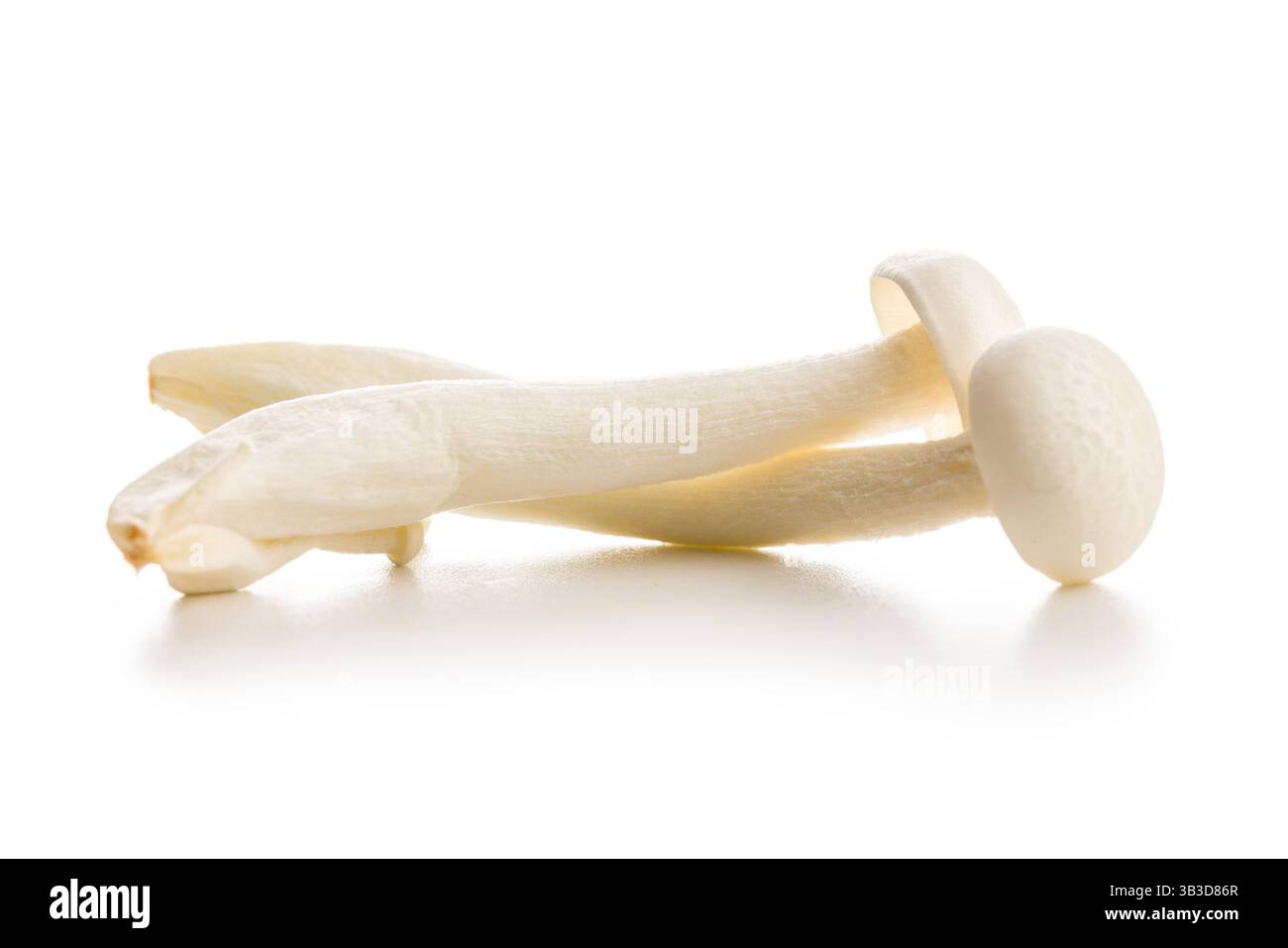 Champignons shimeji blancs crus isolés sur un fond blanc. Banque D'Images