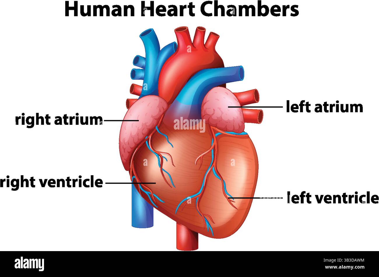 Illustration vectorielle colorée des cavités cardiaques humaines avec des oreillettes et des ventricules étiquetés, mettant en évidence les détails anatomiques et les couleurs vives Illustration de Vecteur