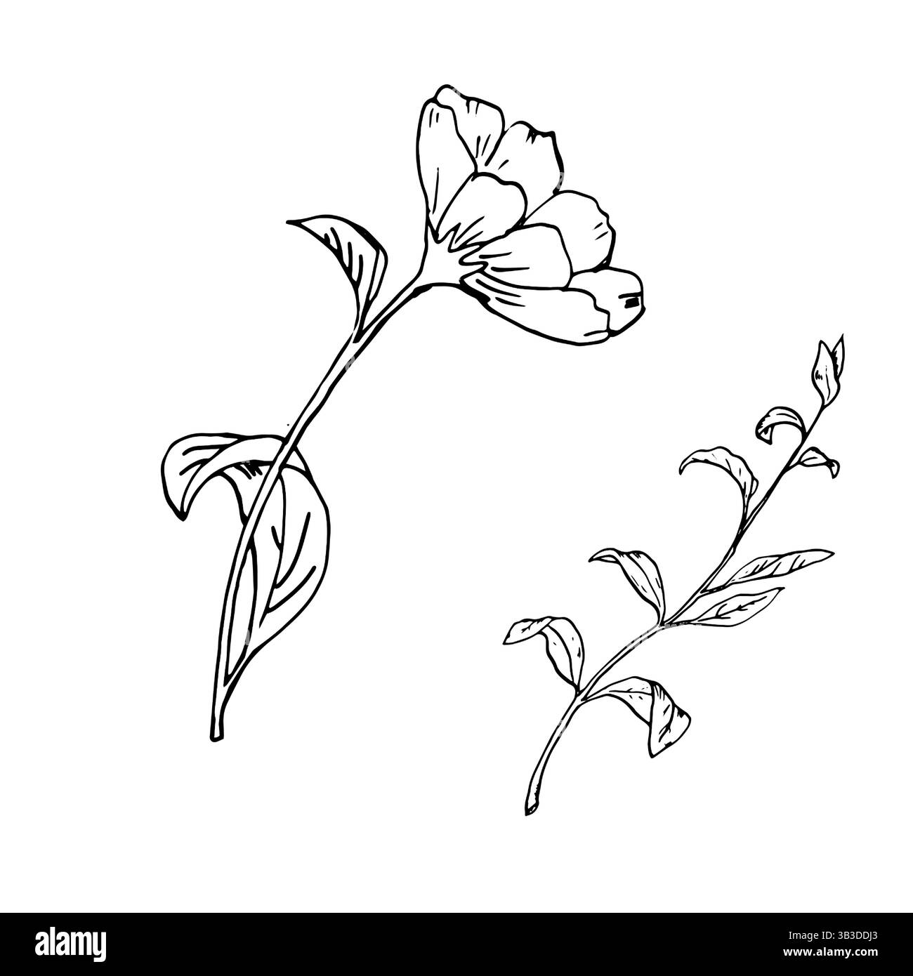 Fleur de prairie de printemps et brindille avec des feuilles, croquis à l'encre noire et blanche. Illustration botanique vectorielle. Un ensemble de dessins linéaires de fleurs de jardin, isol Illustration de Vecteur